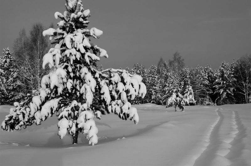 Ч\\Б ЗИМАphoto preview