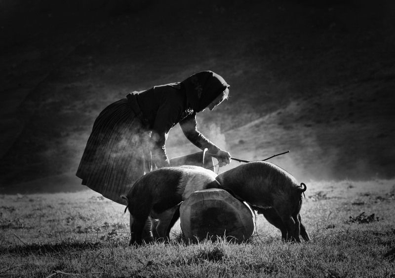 rural, idyll, landscape, village, mountain, river, sunrise, light, spring, pigs photo preview