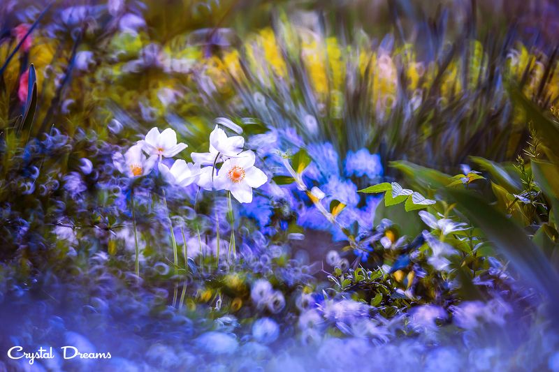 crystal dreams, macro, summer, color, art, nature, \