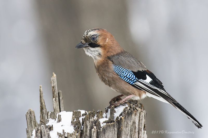 Сойкаphoto preview