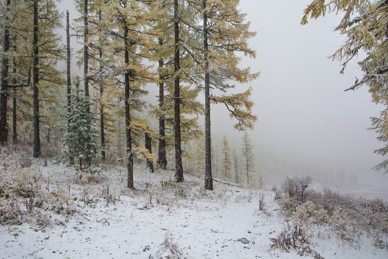 алтай,осень у леса на опушке...photo preview