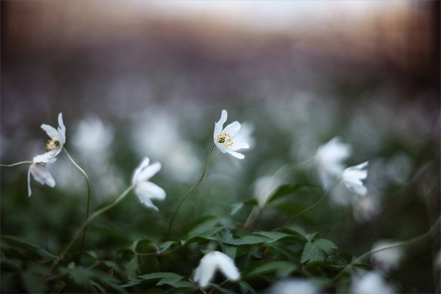 , Наталья Ова