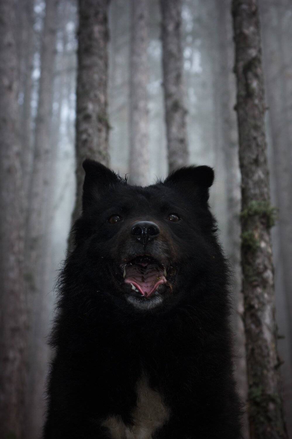 dob, black, animal, portrait, straight, look, mouth, tongue, teeth, forest, morning, animal photography, pulin, sheepdog, fog, pine, nature, hungarian, dob, черный, животное, портрет, прямой, взгляд, рот, язык, зубы, лес, утро, фотография животных, пулин,, Марко Радовановић