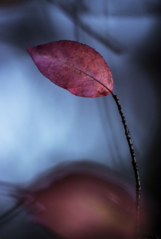 fall, autumn, autumnleaves, autumnweather, autumncolors, autumn2018, autumncolours, leaffall, autumnal, autumndays, autumntime, autumnsky, autumnstyle, falltime, season, seasons, instafall, instagramanet, instatag, instaautumn, leaf, photo preview