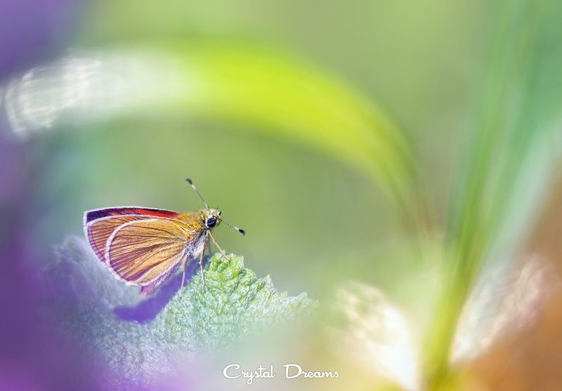 crystal dreams, macro, summer, color, art, nature, butterfly My color worldphoto preview