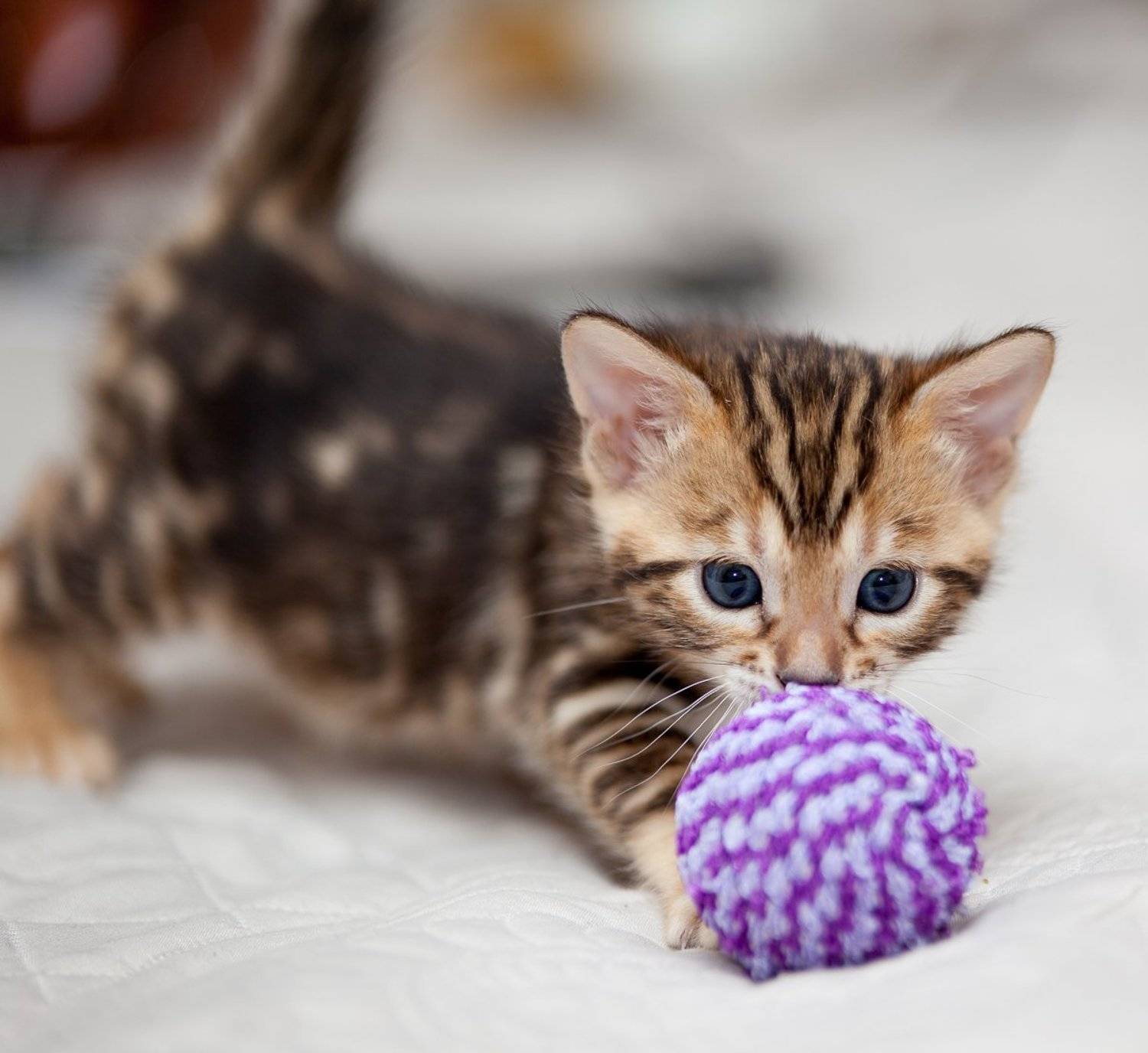 ***. Автор: Николай mr.filler, Николай