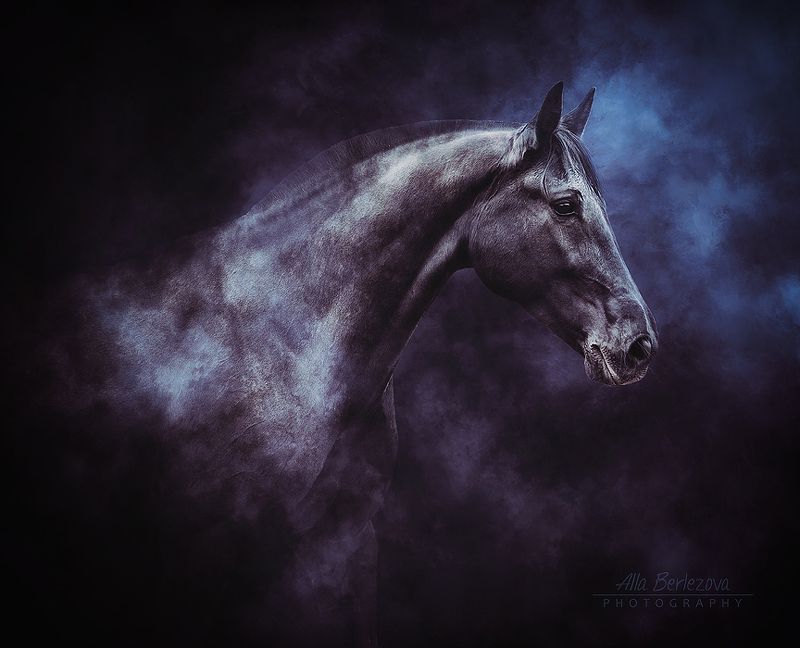 лошадь, лошади, свет, андалуз, horse, horses, light, andalusian ***photo preview