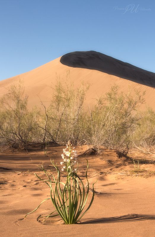 Цветы поющего бархана. Казахстан.photo preview