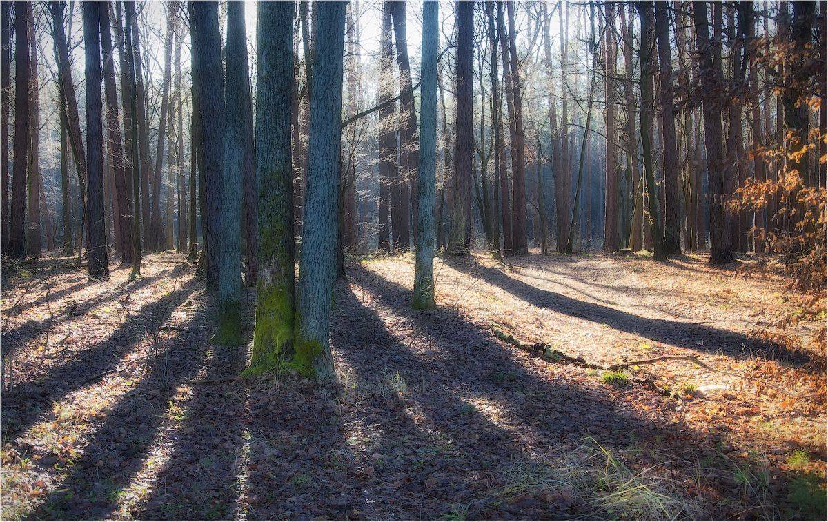 Автор: Александр Маковский , Александр Маковский