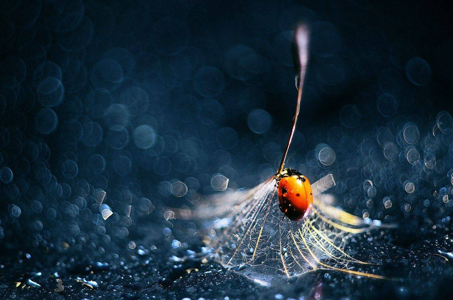 Гарри Поттер. Автор: Лапшина Владлена , Лапшина Владлена