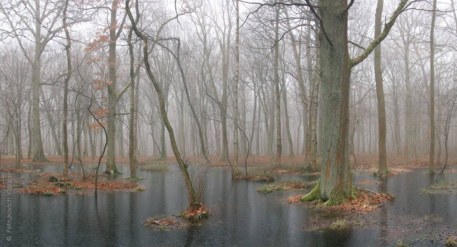 Лес на чёрной воде. Автор: Владимир Петрукович лес, туман, вода, лёд, Владимир Петрукович