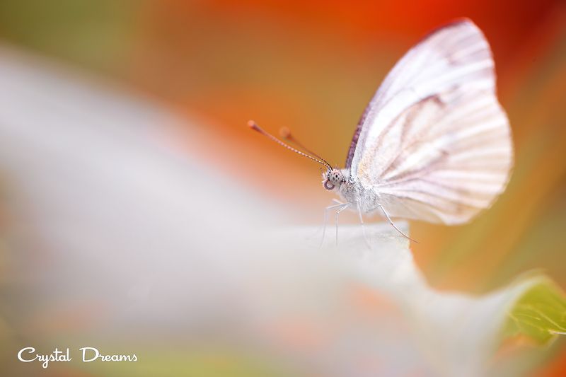 crystal dreams, macro, summer, color, art, nature, butterfly In my fantasyphoto preview