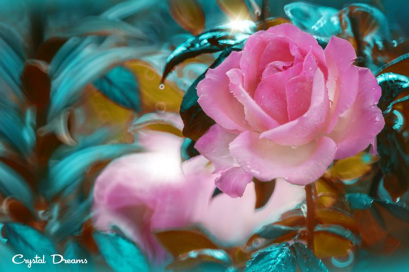 crystal dreams, macro, summer, color, art, nature, In the garden of my motherphoto preview