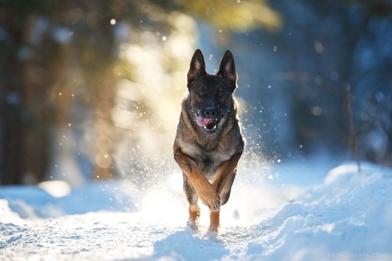 Новый Год к нам мчится!photo preview