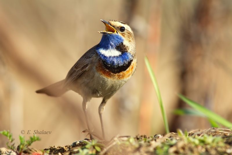 birds,bluethroat,luscinia svecica,варакушка,птица,птицы Варакушка - Luscinia svecicaphoto preview