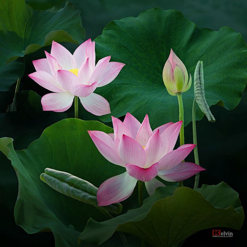 Hoa Senphoto preview