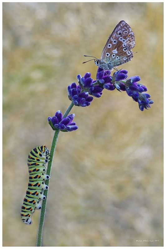 macro nature butterfly Doubt (Duo Part II)photo preview