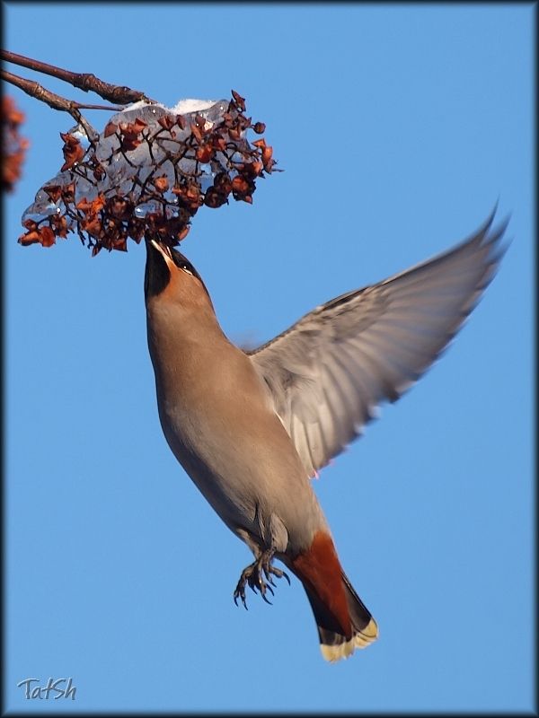 Bombycilla garrulus, свиристель обыкновенный, свиристель, птицы, москва, битцевский лесопарк, природа Свиристель обыкновенный фото превью