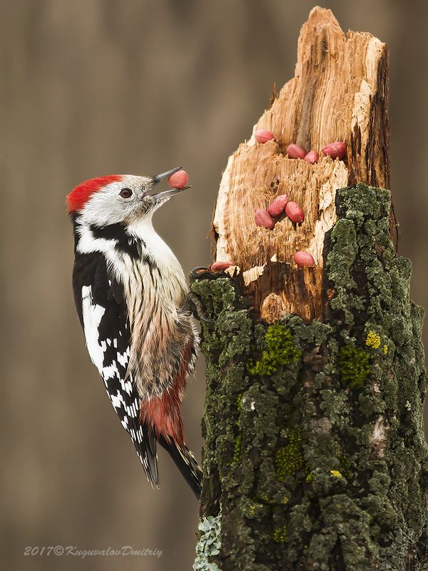 Средний дятелphoto preview