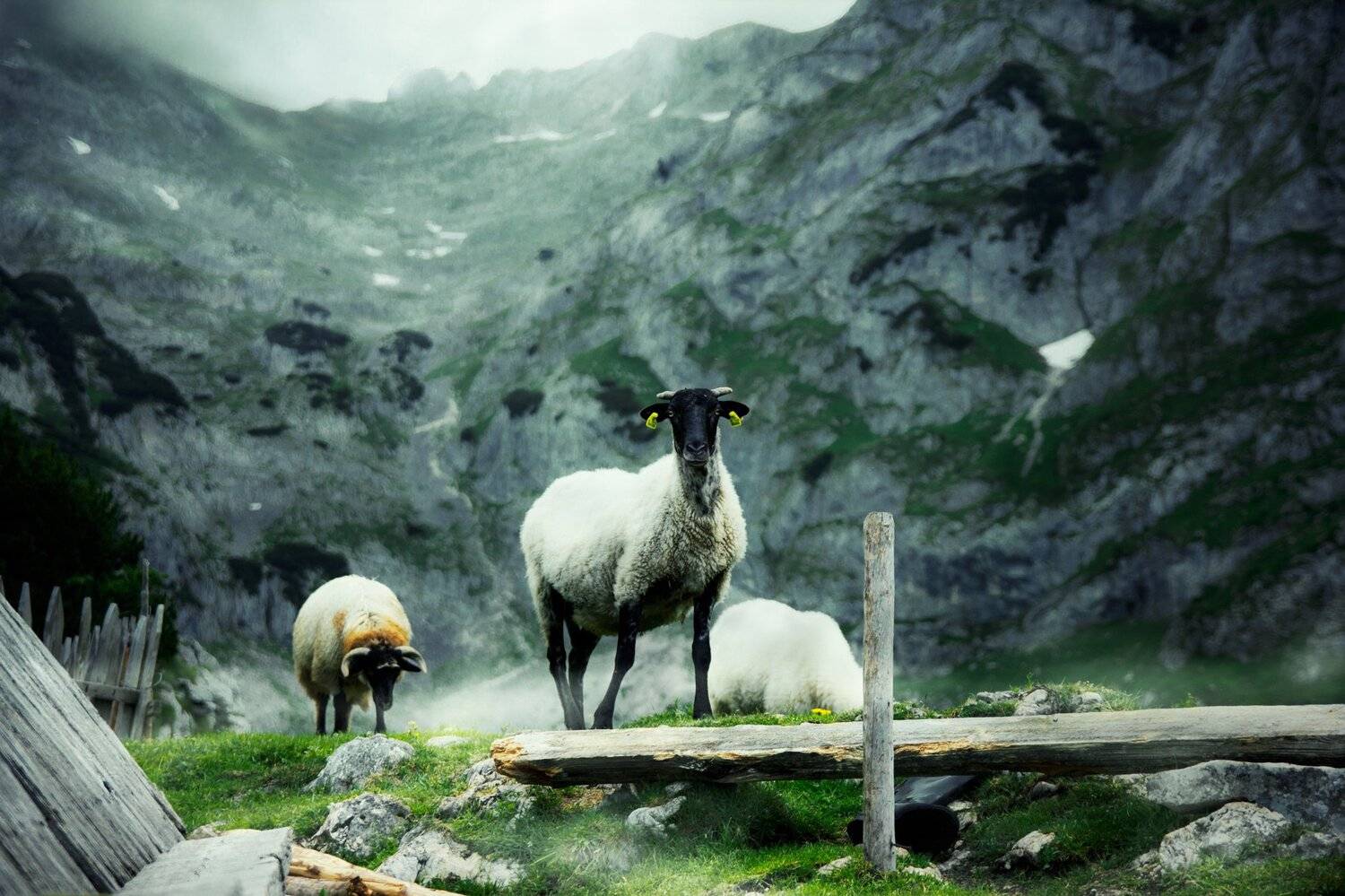 montenegro, durmitor, alpine, mountain, nature, domestic, grazing, sheep, wool, animal, high, clouds, summer pasture, черногория, дурмитор, альпийская, гора, природа, внутренние, выпас скот, овцы, шерсть, животное, высокие, облако, летние пастбища,, Марко Радовановић