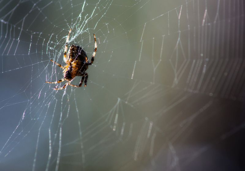 Охотник на мухphoto preview