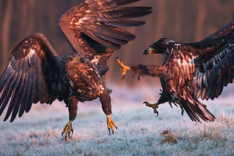 Claws фото превью