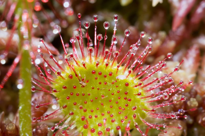 росянка,роса,растение,утро,зелёный,красный,хищник,хищное растение, Обманчивая росаphoto preview