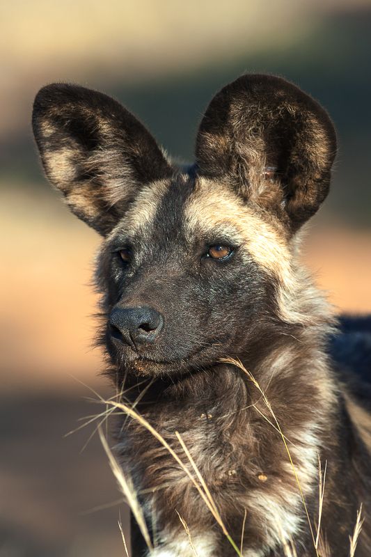 намибия  дикая собака Дикая собакаphoto preview