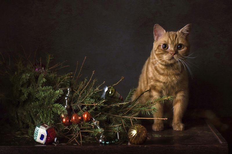 натюрморт, игрушка, ёлка, кот, новый год Упс... или новогоднее поздравление :)photo preview