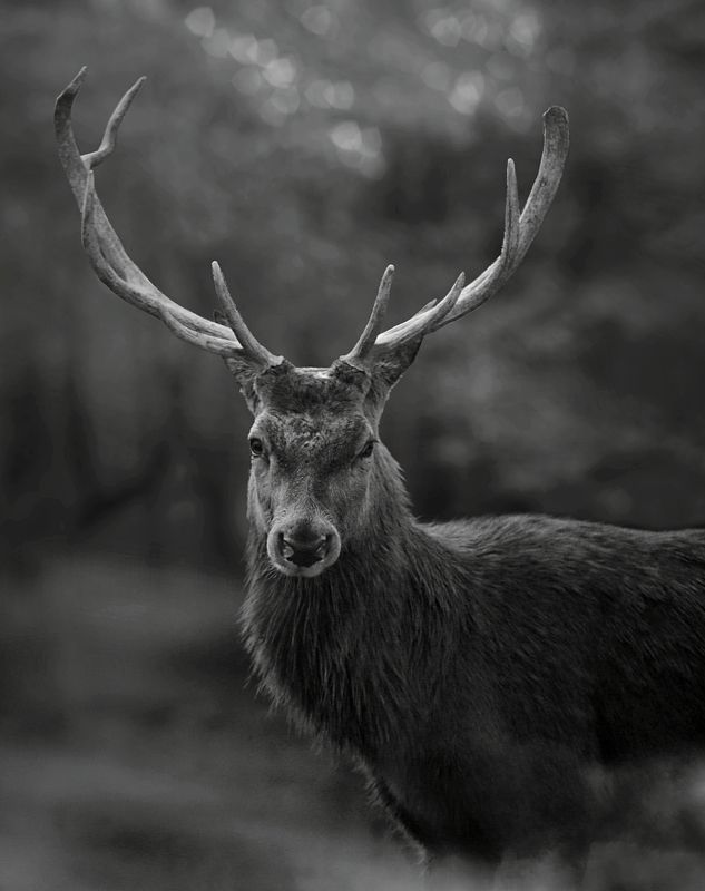 #hosseinmehrzad #myfeatureshoot #friendsinperson #حسین_مهرزاد #theweekoninstagram #everybodystreet #everydayeverywhere #persianlikes #hartcollective #reportagespotlight #uspiran #lensculturetalent #heatercentral #phroommagazine #friendsinperson #streetpho Rallyphoto preview