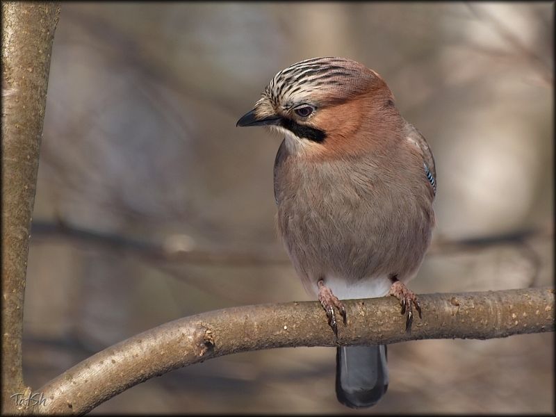 птицы, природа, сойка, обыкновенная сойка, кареза, Garrulus glandarius, Москва, Битцевский лесопарк, птицы России Сойка фото превью
