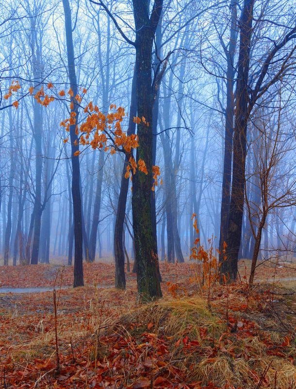 Туманное утро..photo preview