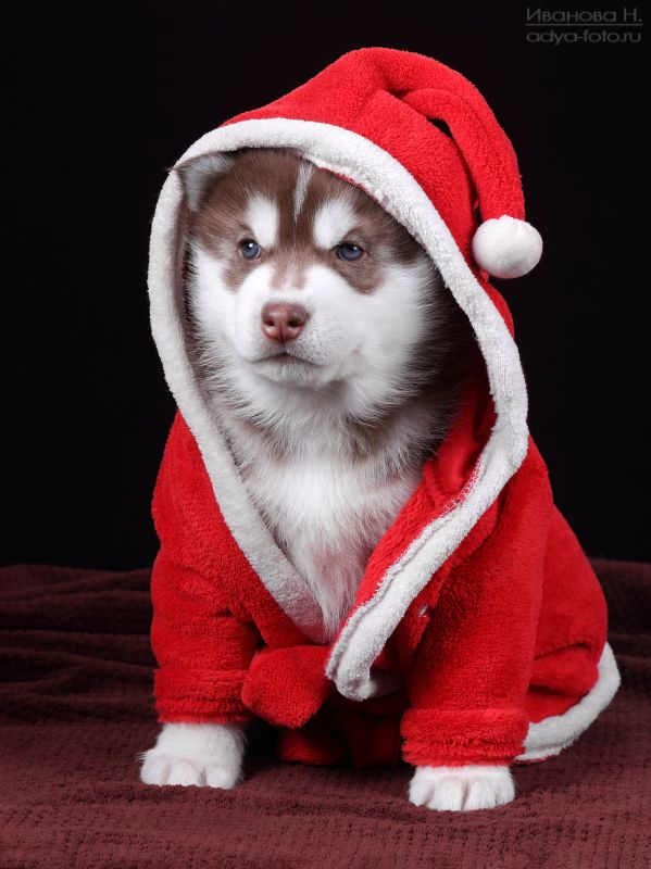 Маленький гномphoto preview