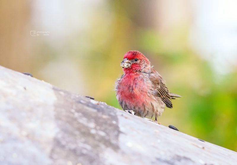 朱雀 朱雀photo preview