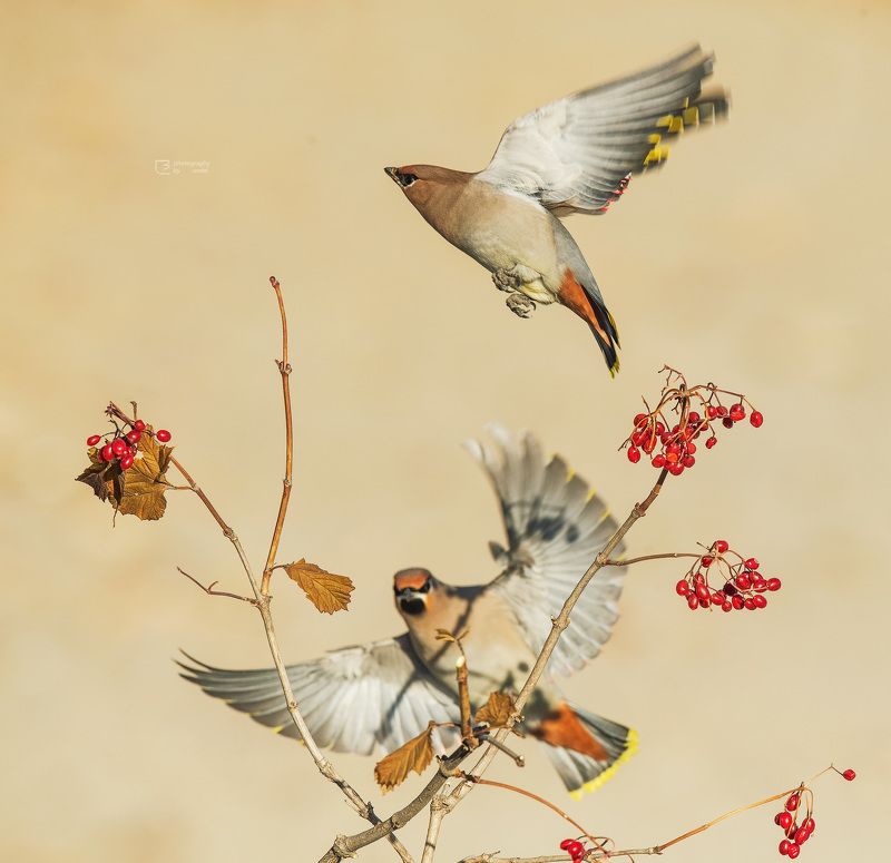 太平鸟 新年太平photo preview