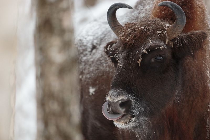 зубр, угра С Новым Годом!photo preview