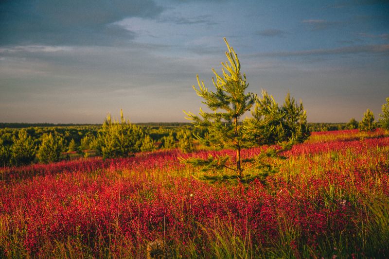 иваново. ивановская область, закат, Россия  Цветочные лугаphoto preview