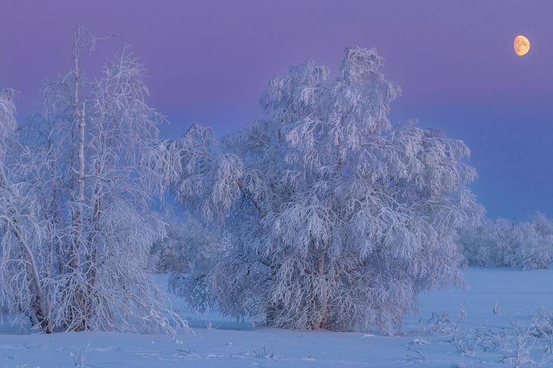 ямал , зима , природа, салехард ,сибирь,  ямал ,север в холодном плену фото превью