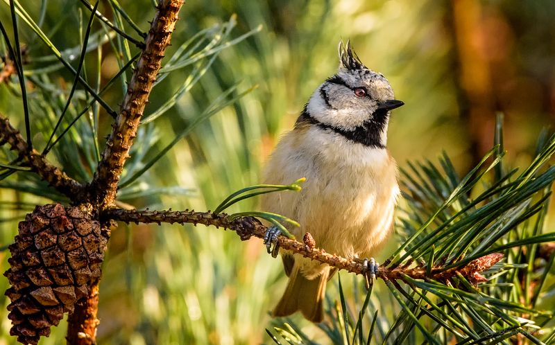 bird Crested tit (Lophophanes cristatus)photo preview