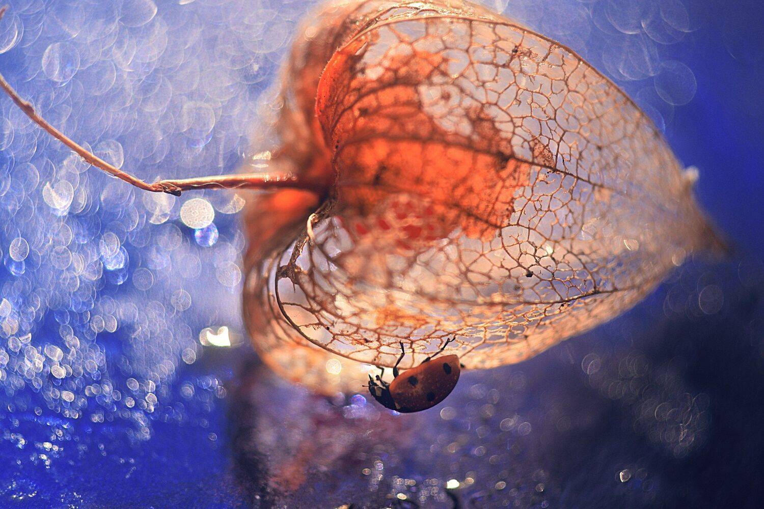 макро, макрофотография, божья коровка, красиво, синий, Лапшина Владлена