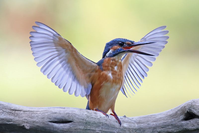 зимородок, kingfisher, riga, latvia А я, а я вчера вооот такую поймала!photo preview