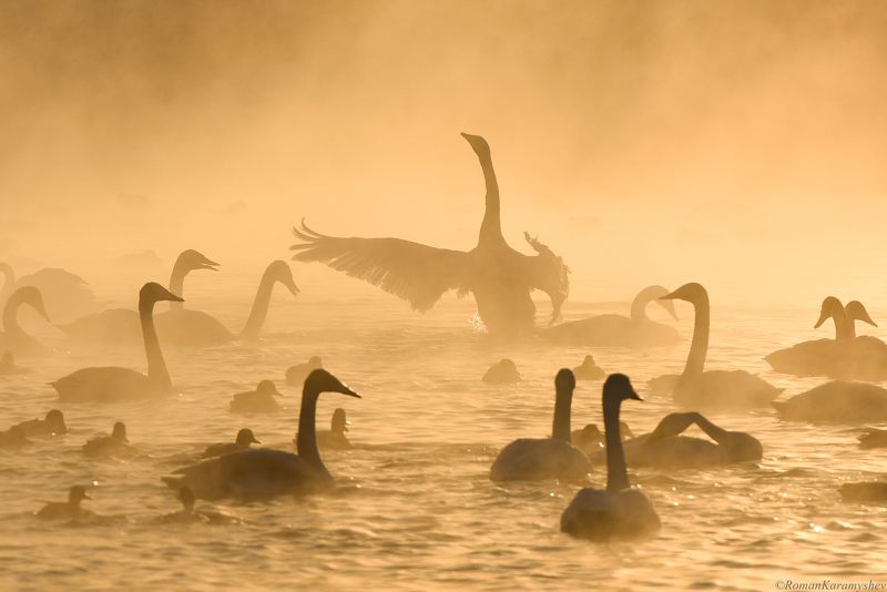 Озеро Светлое (Лебединое), Алтайский Край.photo preview