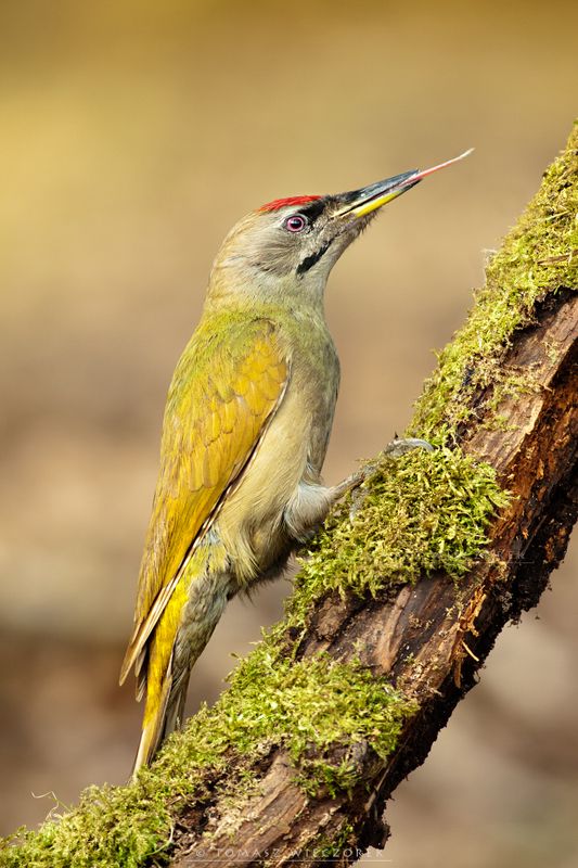 poland, hide, wildlife, autumn, bird, woodpecker, grey-faced, :pphoto preview