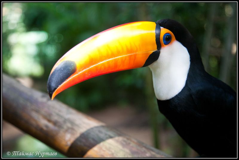 мир ПЕРНАТЫЙ   МИРphoto preview