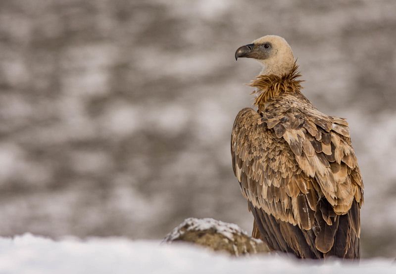 wildlifephoto preview