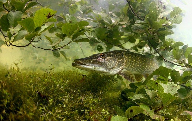 european pike, pike, underwater, lake, water, summer, nature, fish, predator, forest, bird, woodpecker, pond Lithuania\'s naturephoto preview