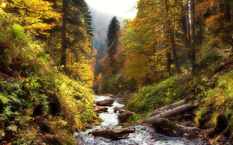 Верховья*photo preview