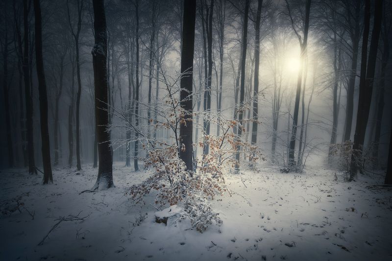 nature, landscape, forest, fog, snow Winter autumnphoto preview
