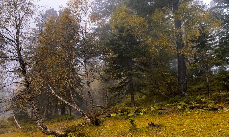 Про осень, туманы и смешанный лес...photo preview