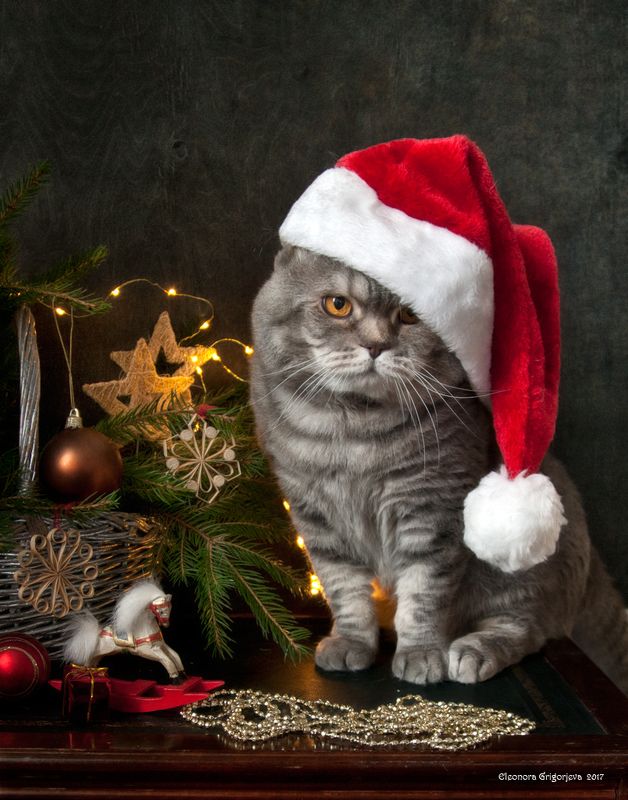 натюркотики, кот, скоттиш-фолд, новый год Год Собаки, говорите? А у нас год Кота, как и всегда ))photo preview